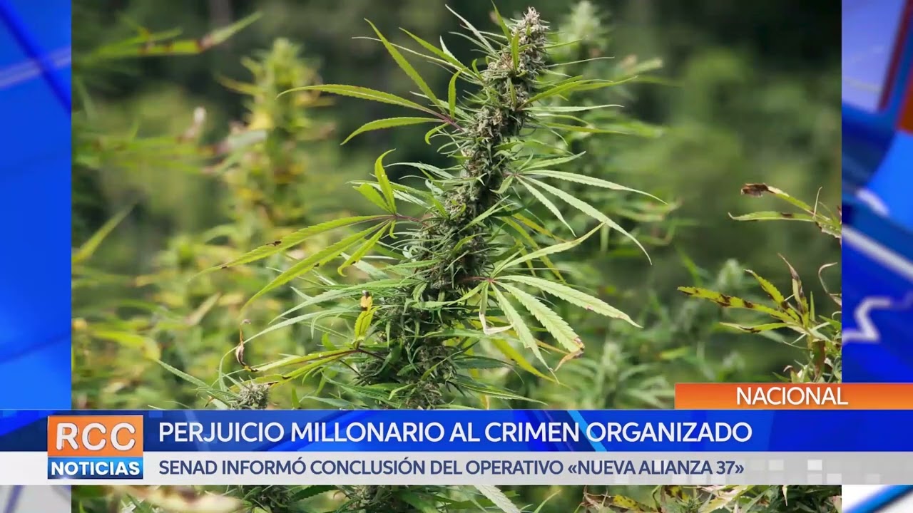 Culminó “Nueva Alianza 37” con más de US$ 172 millones de perjuicio al crimen organizado