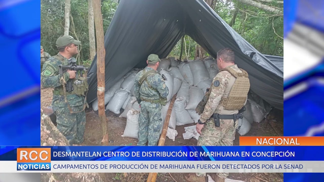 Senad detecta 44 campamentos de producción de marihuana a gran escala en Concepción
