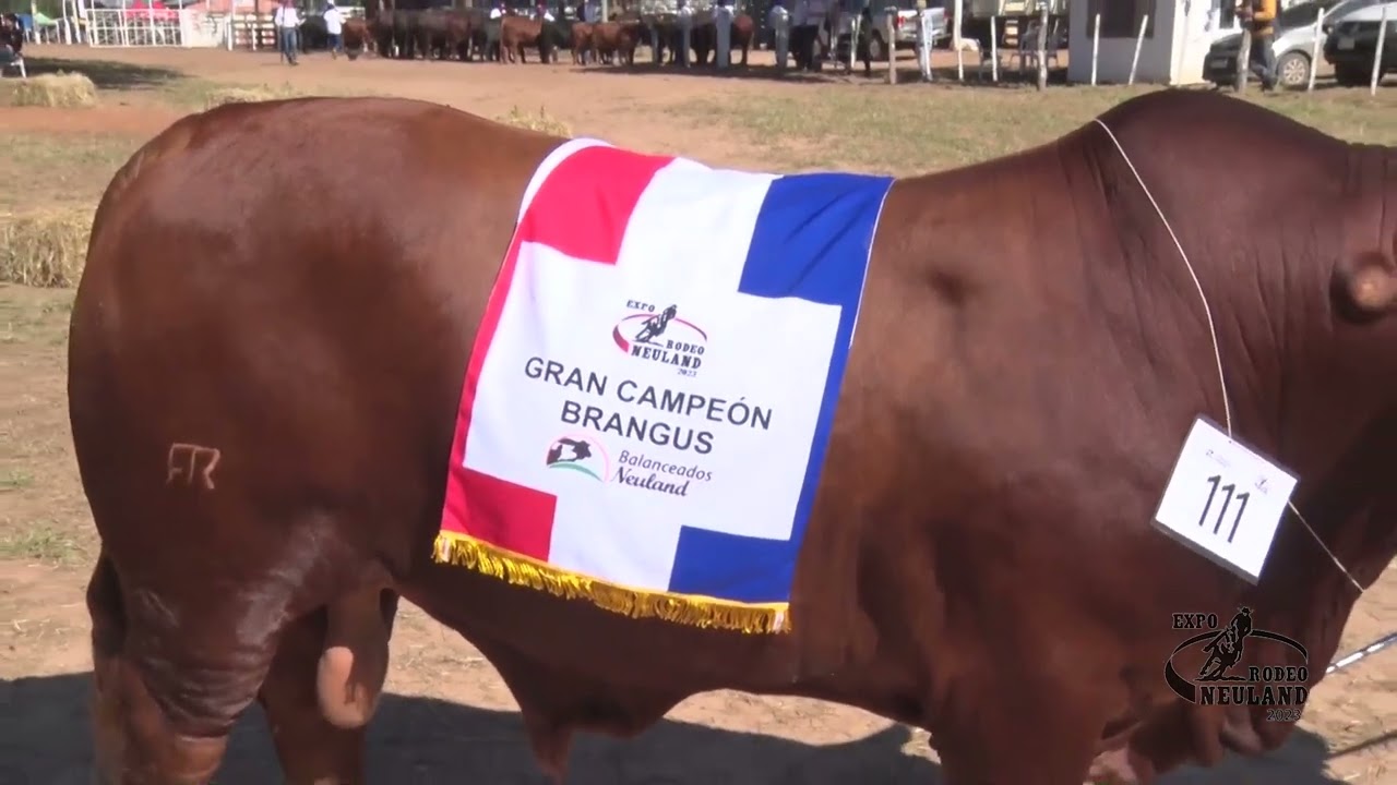 Exitoso cuarto día de la edición N°27 de la Expo Rodeo Neuland