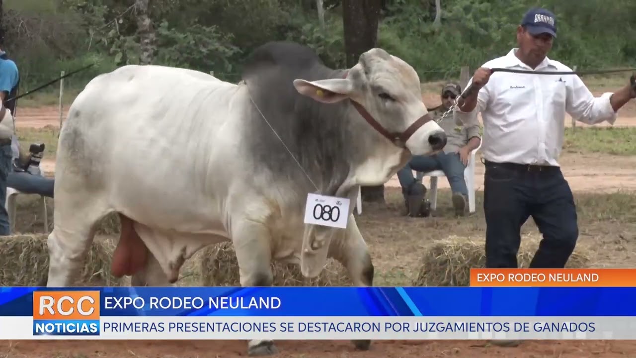 Expo Rodeo Neuland ha logrado presentar jornadas exitosas de juzgamientos de ganado hasta la fecha