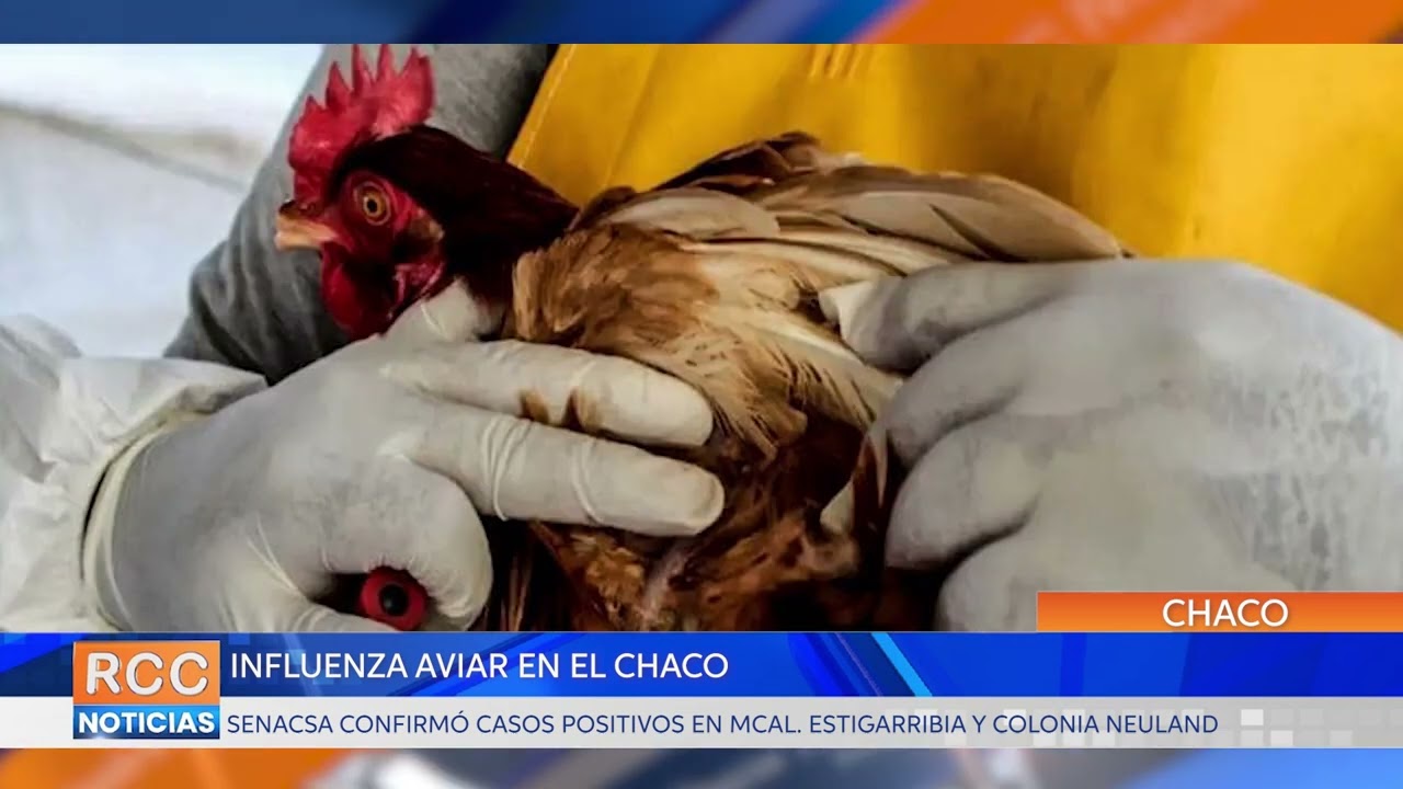 Senacsa confirmó casos positivos de influenza aviar en el Chaco paraguayo