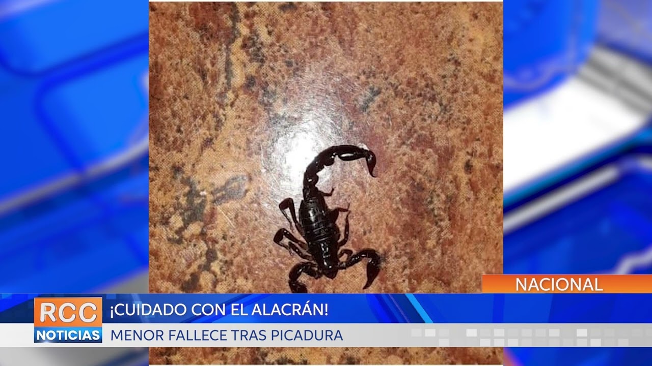 ¡Cuidado con el alacrán! Recomiendan precaución para evitar picaduras