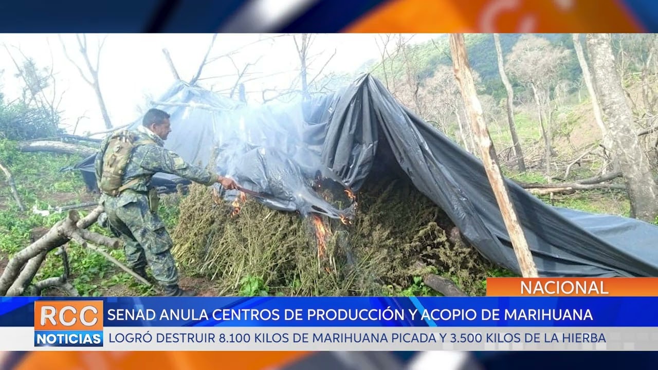 Senad anula centros de producción y acopio de marihuana en Amambay y Concepción