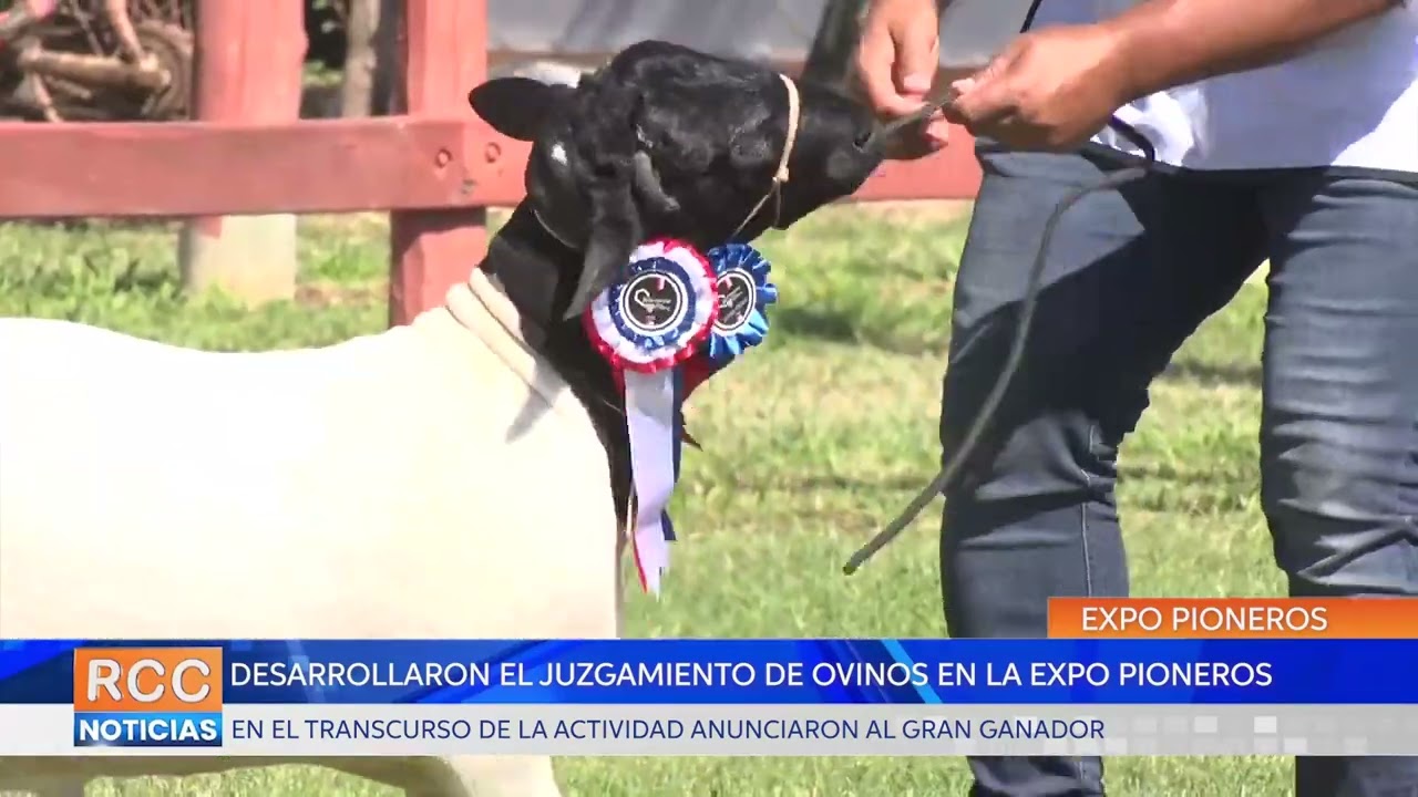 Desarrollaron el juzgamiento de ovinos en la mañana de la Expo Pioneros