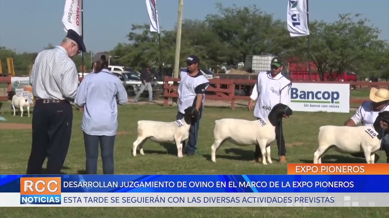 Jornada de juzgamiento de ovinos en la Expo Pioneros