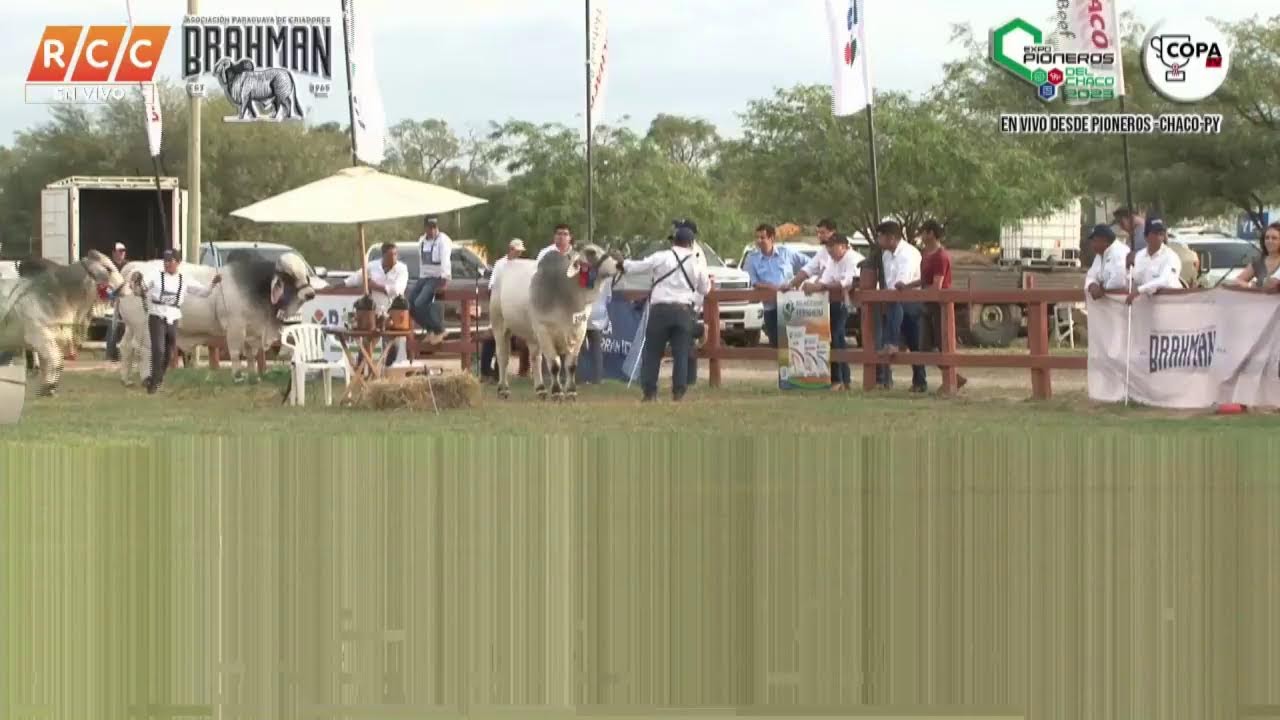 Expo Pioneros 2023 – Juzgamiento de Ganados.