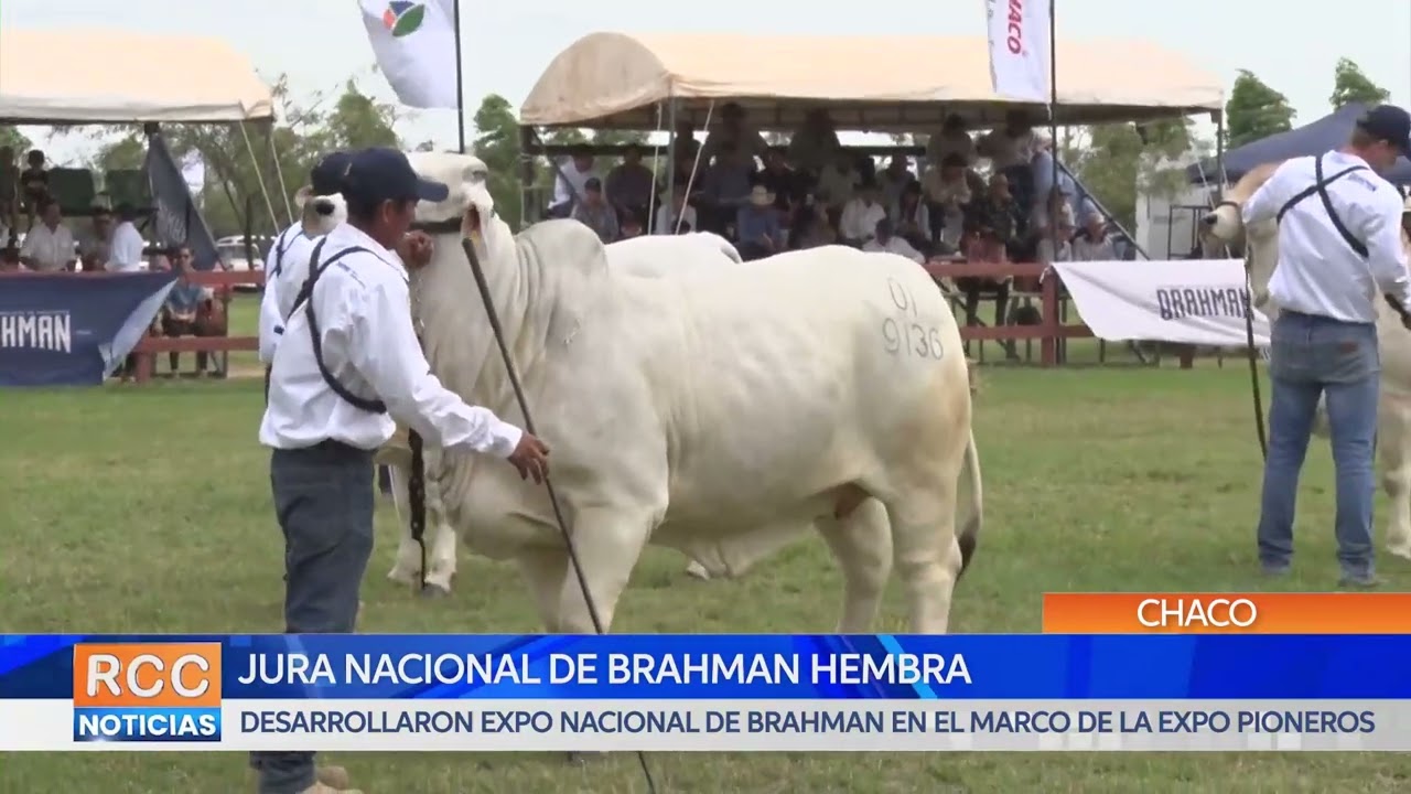 EXPO NACIONAL DE BRAHMAN HEMBRA