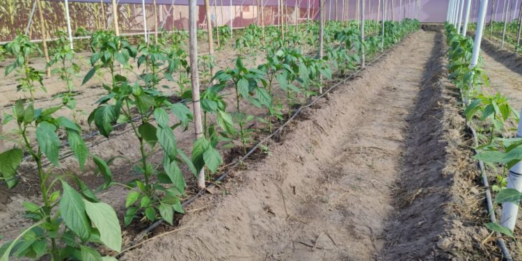 Invernaderos optimizan producción de hortalizas en Pilar