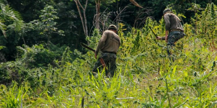 Culminó «Nueva Alianza 37» con más de US$ 172 millones de perjuicio al crimen organizado