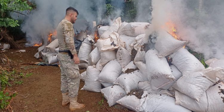 Senad detecta 44 campamentos de producción de marihuana a gran escala en Concepción