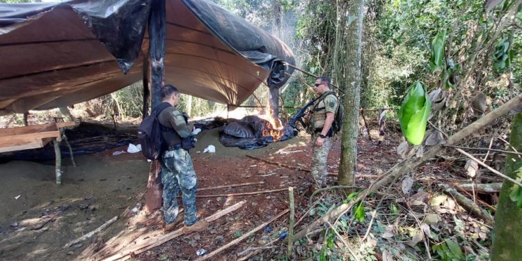 Destruyen 142 toneladas de marihuana tras tres jornadas operativas en Concepción
