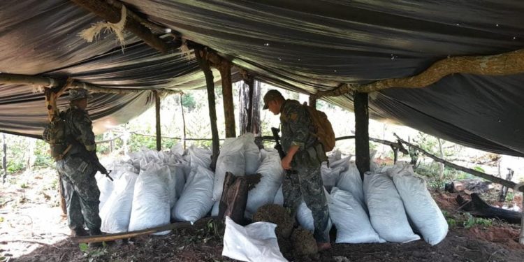 Senad saca de circulación 30 toneladas de marihuana de Amambay