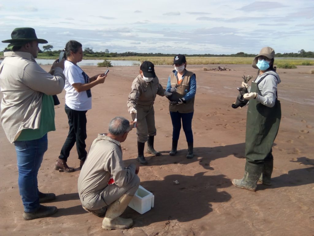 Continúan los monitoreos de vigilancia a la detección temprana del virus de la gripe aviar en el Chaco Continúan los monitoreos de vigilancia a la detección temprana del virus de la gripe aviar en el Chaco