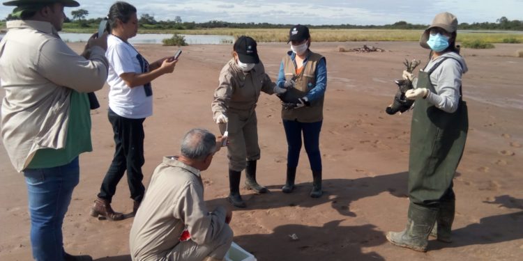 Continúan los monitoreos de vigilancia a la detección temprana del virus de la gripe aviar en el Chaco