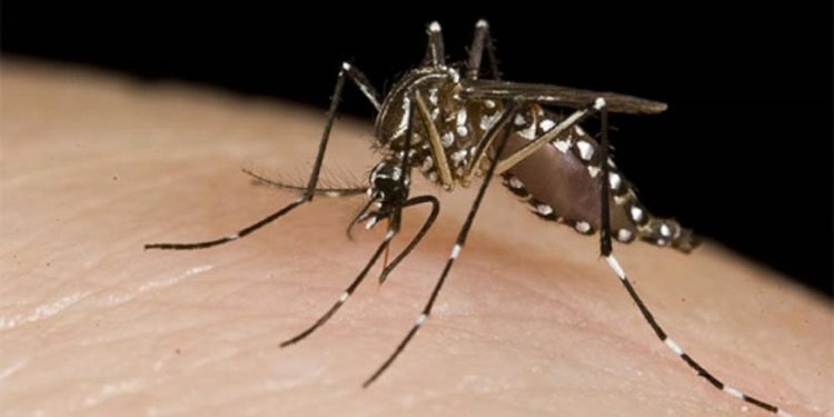 Disminuyen casos de chikungunya, pero dengue va en aumento