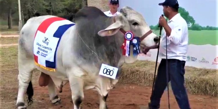 Expo Rodeo Neuland ha logrado presentar jornadas exitosas de juzgamientos de ganado en su edición N°27