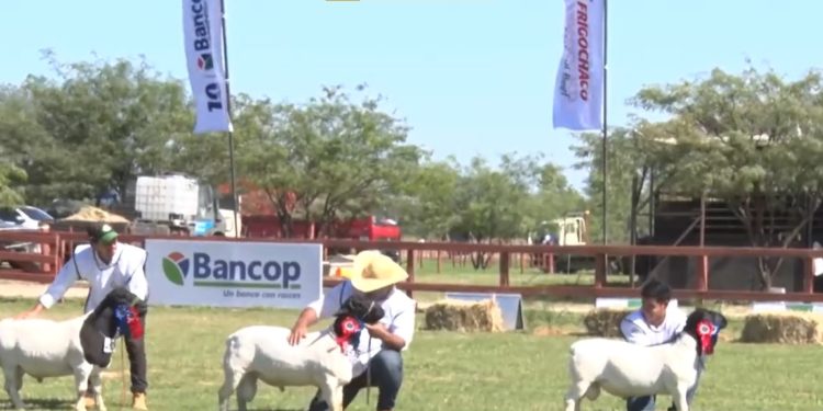 Desarrollaron el juzgamiento de ovinos en la primera mañana de la Expo Pioneros Desarrollaron el juzgamiento de ovinos en la primera mañana de la Expo Pioneros