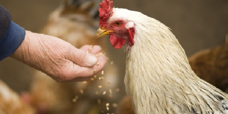 Gripe Aviar: Descartan sospechas de casos en humanos Gripe Aviar: Descartan sospechas de casos en humanos