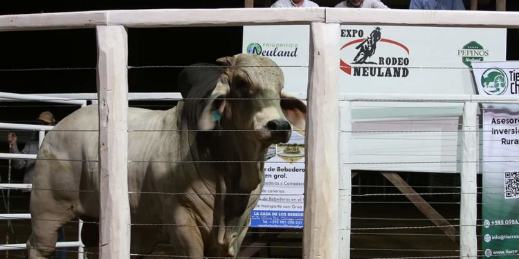 Gran remate de reproductores en el marco de la Expo Rodeo Neuland