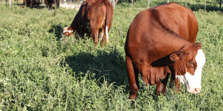 Este mes concluye uno de los últimos pasos para recertificación de la carne paraguaya en el mercado de EE.UU. Este mes concluye uno de los últimos pasos para recertificación de la carne paraguaya en el mercado de EE.UU.