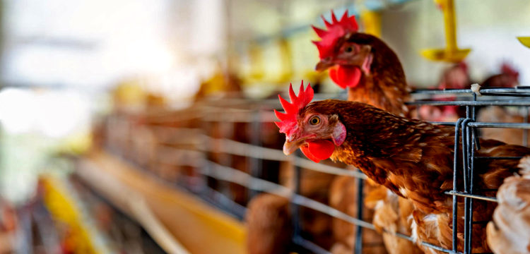 La FAO acompaña los esfuerzos de Paraguay para mitigar propagación de la gripe aviar La FAO acompaña los esfuerzos de Paraguay para mitigar propagación de la gripe aviar