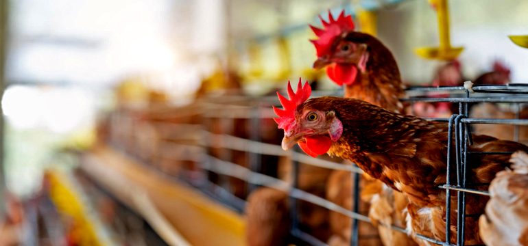 La FAO acompaña los esfuerzos de Paraguay para mitigar propagación de la gripe aviar