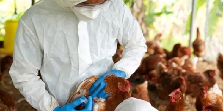 Senacsa confirma un nuevo foco de Influenza Aviar