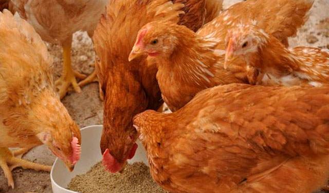 Senacsa contiene exitosamente la propagación de la Gripe Aviar