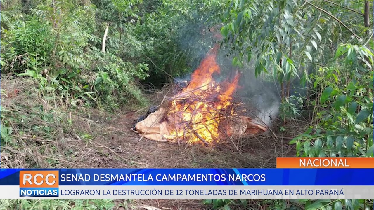 SENAD desmantela narco campamentos y destruye más de 12 toneladas de marihuana en Alto Paraná