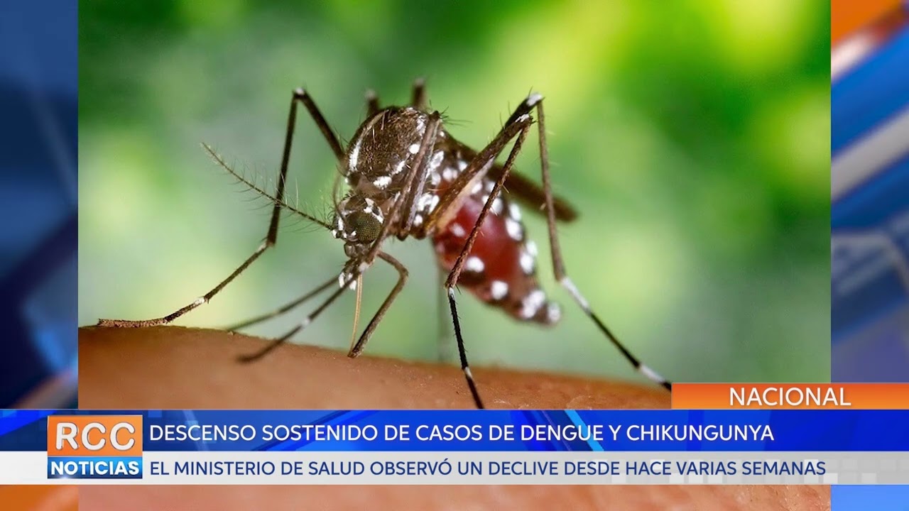Salud reporta descenso sostenido de casos de dengue y chikungunya