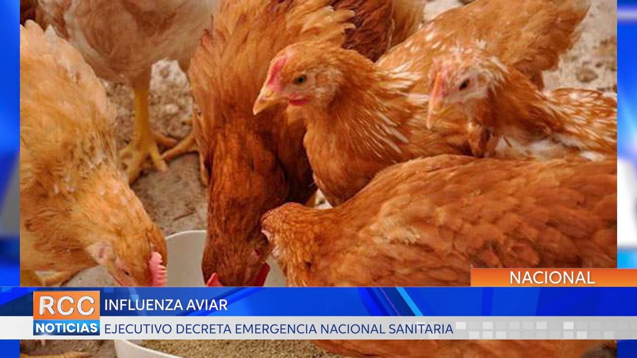 Influenza Aviar: Ejecutivo decreta emergencia nacional sanitaria