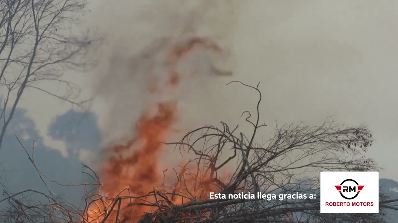 La Tierra perdió un área de selva equivalente a un campo de fútbol cada 5 segundos
