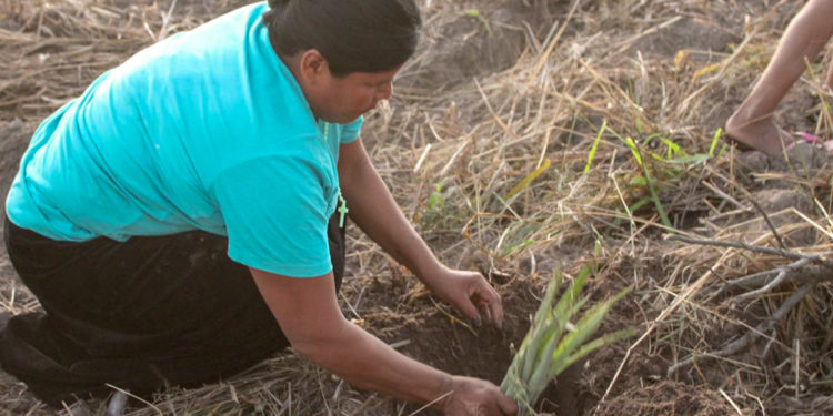 Comunidades plantaron árboles nativos del Chaco en Carmelo Peralta