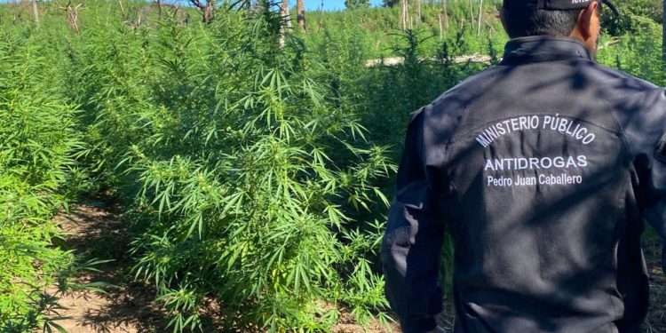 Senad anuló cerca de 11,5 toneladas de marihuana en Bella Vista, Amambay Senad anuló cerca de 11,5 toneladas de marihuana en Bella Vista, Amambay