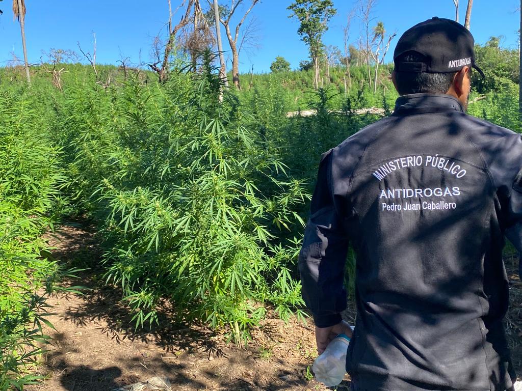 Senad anuló cerca de 11,5 toneladas de marihuana en Bella Vista, Amambay