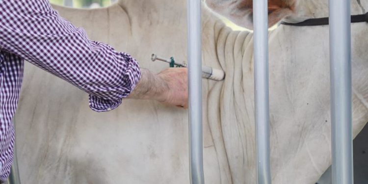 Se extiende periodo de vacunación contra la fiebre aftosa y brucelosis