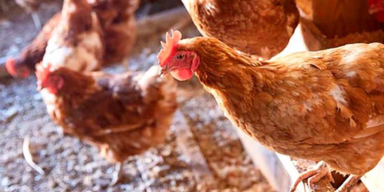 Influenza Aviar: Ejecutivo decreta emergencia nacional sanitaria por 6 meses Influenza Aviar: Ejecutivo decreta emergencia nacional sanitaria por 6 meses