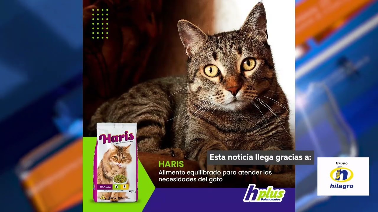Hplus Balanceados: lo mejor para la salud animal