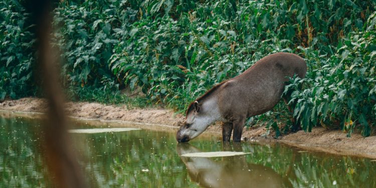 Chaco: Impulsan el fortalecimiento del Monumento Natural Cerro Chovoreca