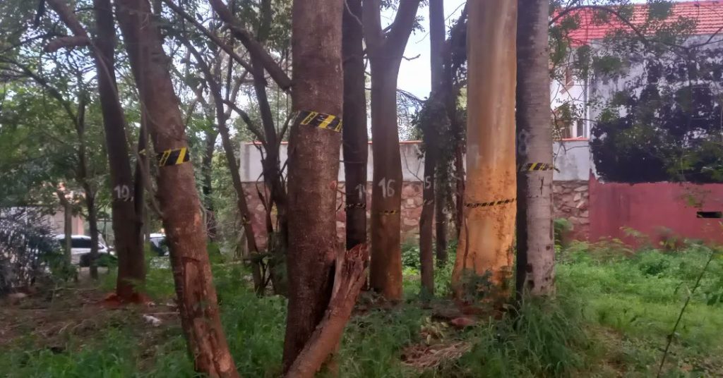 ¡Árboles en peligro! Ciudadanos capitalinos preocupados ante posible construcción de un supermercado ¡Árboles en peligro! Ciudadanos capitalinos preocupados ante posible construcción de un supermercado