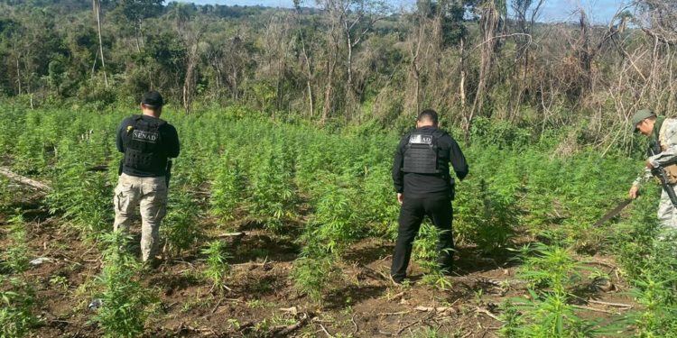 SENAD pone en marcha el Operativo Nueva Alianza 39 para la erradicación de sustancias ilícitas