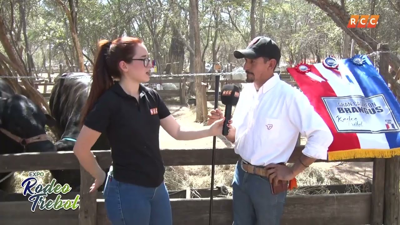 #ExpoRodeoTrebol Juzgamiento de Raza Brangus