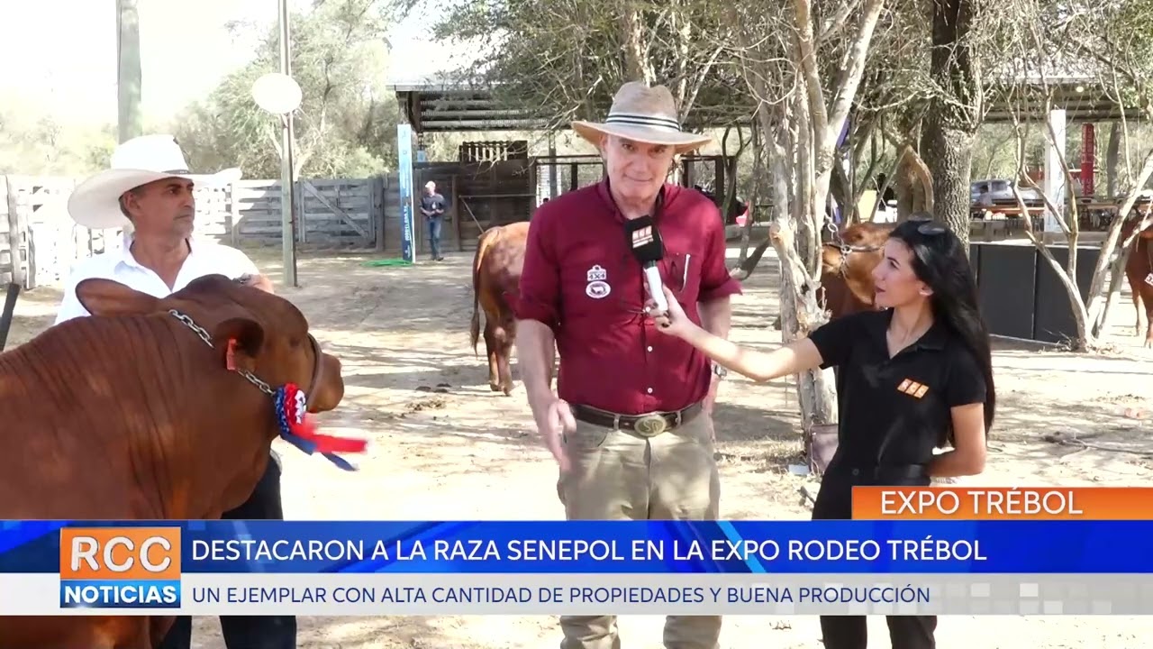 Destacaron a la raza Senepol en la Expo Rodeo Trébol