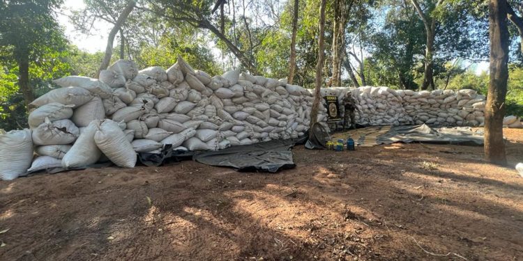 SENAD erradicó casi 30 toneladas de sustancias ilícitas en Amambay