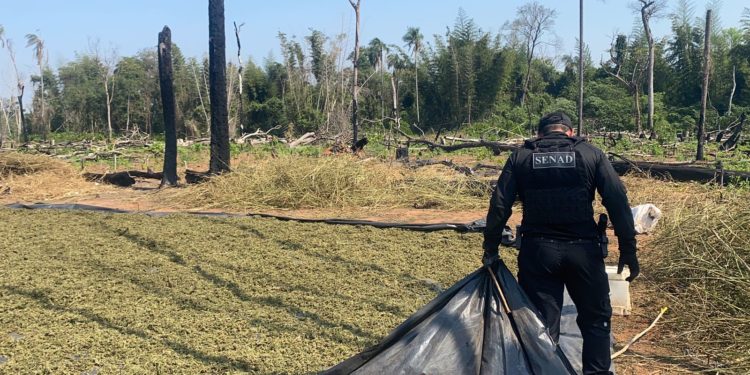En Canindeyú, agentes de la SENAD eliminaron casi 20 toneladas de sustancias ilícitas en reserva natural
