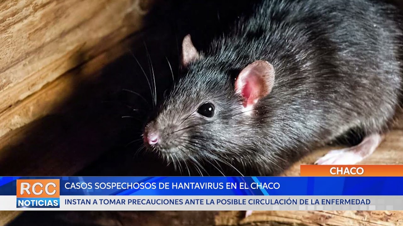 CHACO: casos sospechosos de Hantavirus encienden las alarmas