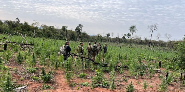 Operativo Cut: SENAD y FTC erradican 150 toneladas de droga en Concepción