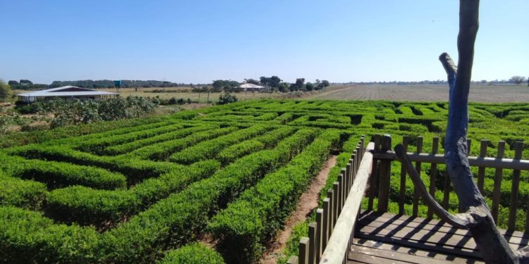 El Laberinto Vegetal de Filadelfia: Un atractivo turístico imperdible El Laberinto Vegetal de Filadelfia: Un atractivo turístico imperdible
