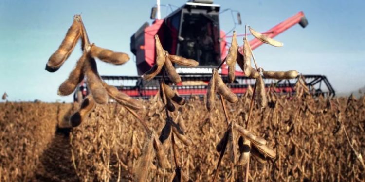 FECOPROD proyecta el inicio de la campaña sojera para este próximo 15 de setiembre en San Pedro FECOPROD proyecta el inicio de la campaña sojera para este próximo 15 de setiembre en San Pedro