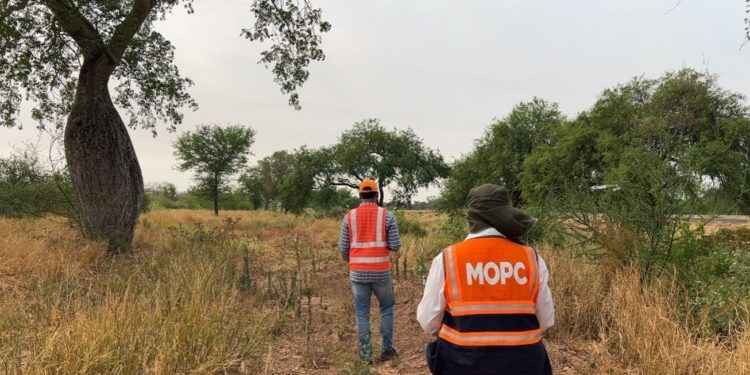 Verifican árboles repuestos en la zona de obras de la ruta PY09